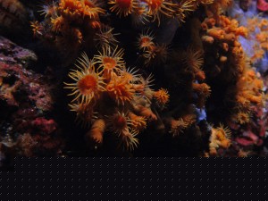 IMAG0038